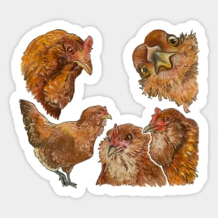 Easter Egger Chicken Watercolor hen Sticker